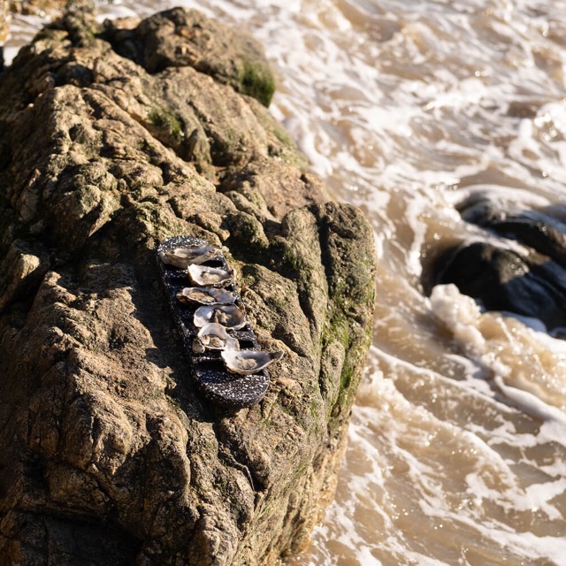 Plateau à huîtres La Demie Douzaine en coquillages revalorisés – Image 15