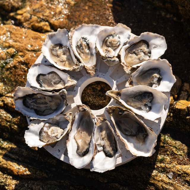 Plateau à huîtres La Douzaine en coquillages revalorisés – Image 5