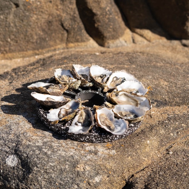 Plateau à huîtres La Douzaine en coquillages revalorisés – Image 17